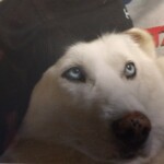 <strong>Nov 13, 2005- July 3, 2017</strong>
Our lives will never be the same without our lazy indoor husky. Your loyal,
compulsive, fussy, stubborn personality brought us so much joy. Your hair will
be around for years to come. We love and miss you forever, our furry son.