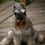 When we brought Robyn home, it was February and my father said "I saw my first robin today!" None of us believed him until he opened his winter coat and her little head poked out. It was love at first site, with her crooked little ear and tiny stub of a tail, and the way she'd sit splay-legged when happy. She was a little goof, my best girl, and my sweetest bearded lady.