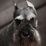 When we brought Robyn home, it was February and my father said "I saw my first robin today!" None of us believed him until he opened his winter coat and her little head poked out. It was love at first site, with her crooked little ear and tiny stub of a tail, and the way she'd sit splay-legged when happy. She was a little goof, my best girl, and my sweetest bearded lady.