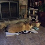 "Blaze" Bill's best friend. Our big hearted farm dog will always be remembered❤