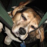 As a pup Ethel was owned by a hunter who had a large group of beagles. One weekend she ran away from the pack 3 times to join a group of men in a local cabin. The hunter was contacted each time and came to get her twice. He did not come on the third day and Ethel was brought back to Hamilton with her new dad was spoiled in her forever home until she passed in her senior years.