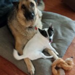 2016. Bella and her family are missing their great friend and protector Taz (Shepherd).