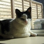 Noah was a stray kitten found by the Mary's Place shelter staff in 1995. The staff were given permission to keep him in the shelter until a good home was found. He passed in 2012 while still living at Mary's Place. He did indeed find a good home! Loved and missed by many women in the community.