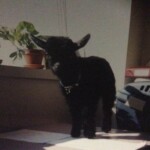 In memory of dear sweet Nokki. Feb 9 2002-April 8 2017.