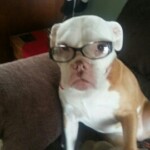 It is with great sadness that we say goodbye to Lucy who passed away on July 19, 2017. Her charm, energy and loving personality touched everyone who had the opportunity to meet her. She will be deeply missed by her family as a true friend and constant companion who was taken from them far too soon. Lucy's image was often used for Hamilton PAWS announcements. Our condolences to her human and canine family in their loss of an exceptionally special girl.